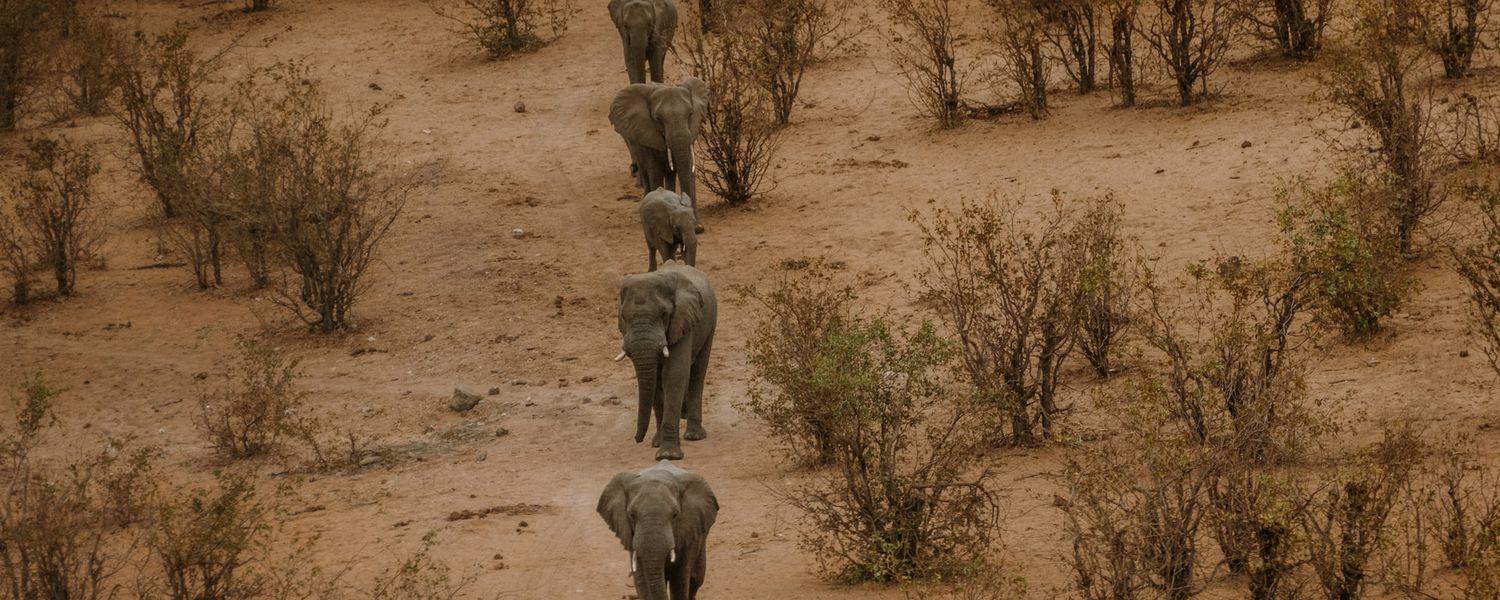 Elephants on the move