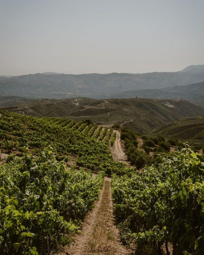 Manousakis Winery wine crete