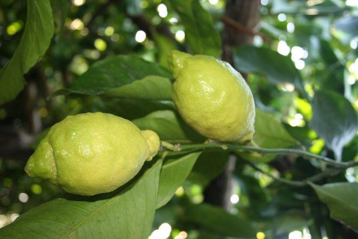 Sentiero dei Limoni