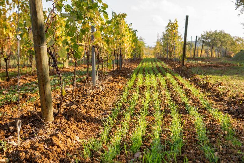 SAPIO Croce di Febo Montepulciano wine